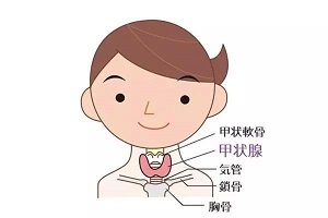 1661758141796267.jpg 甲状腺.jpg